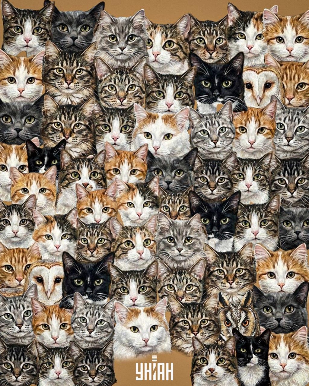 97 % des gens ne peuvent pas trouver 3 hiboux parmi des chats en 10 secondes : une illusion d'optique étonnante