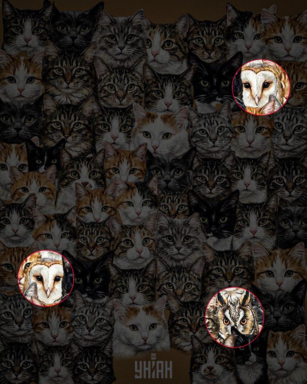 97 % des gens ne parviennent pas à trouver 3 hiboux parmi des chats en 10 secondes : une illusion d'optique étonnante