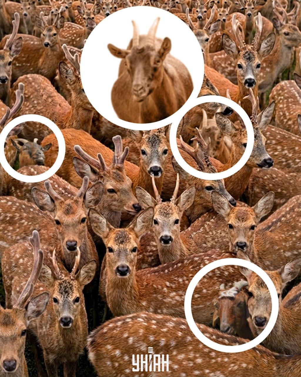 Trouver trois chèvres parmi les cerfs en 11 secondes : une illusion d'optique très difficile