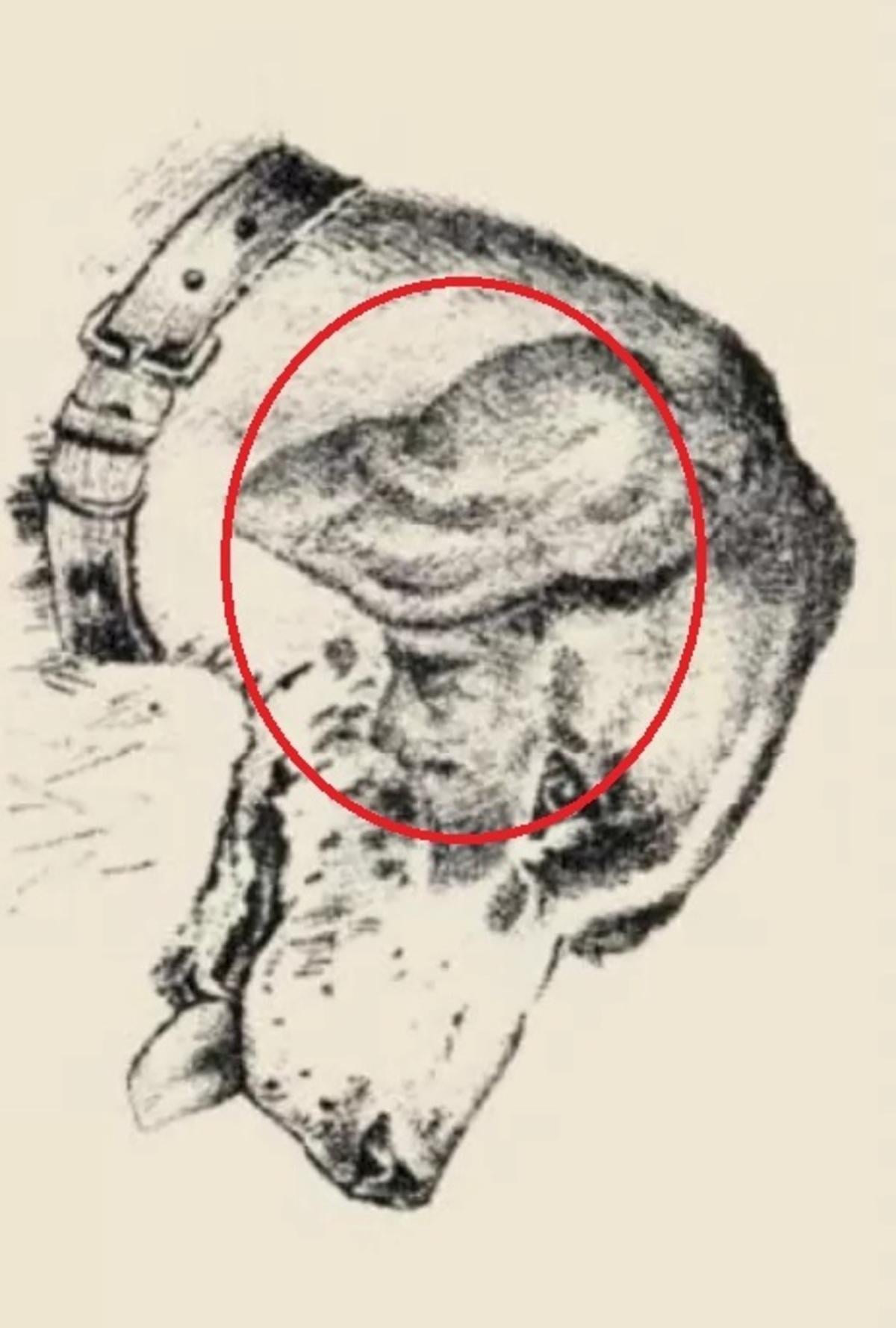 Le visage humain se trouvait sur l'oreille du chien / dessiné par safalta.com