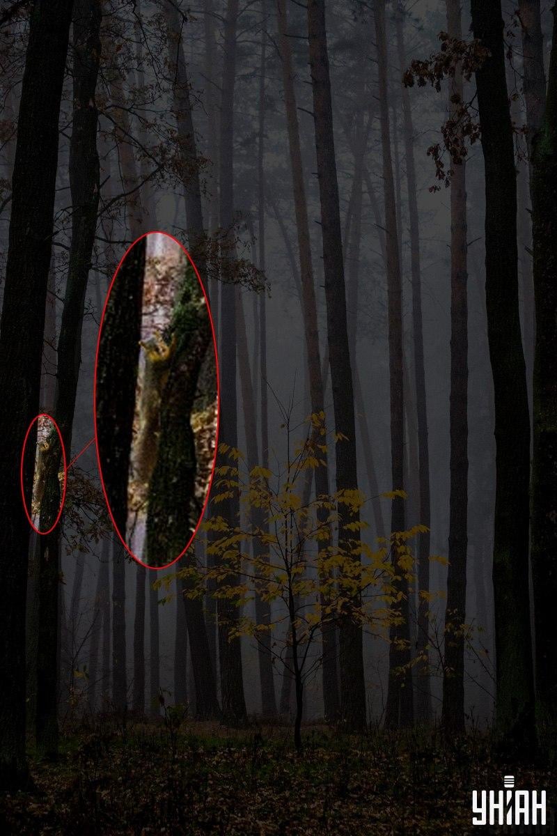 Seuls 2 % des gens peuvent trouver un écureuil dans les bois en 12 secondes : une illusion d'optique étonnante