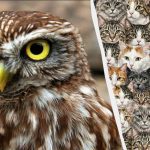 97% des gens ne peuvent pas trouver 3 hiboux parmi