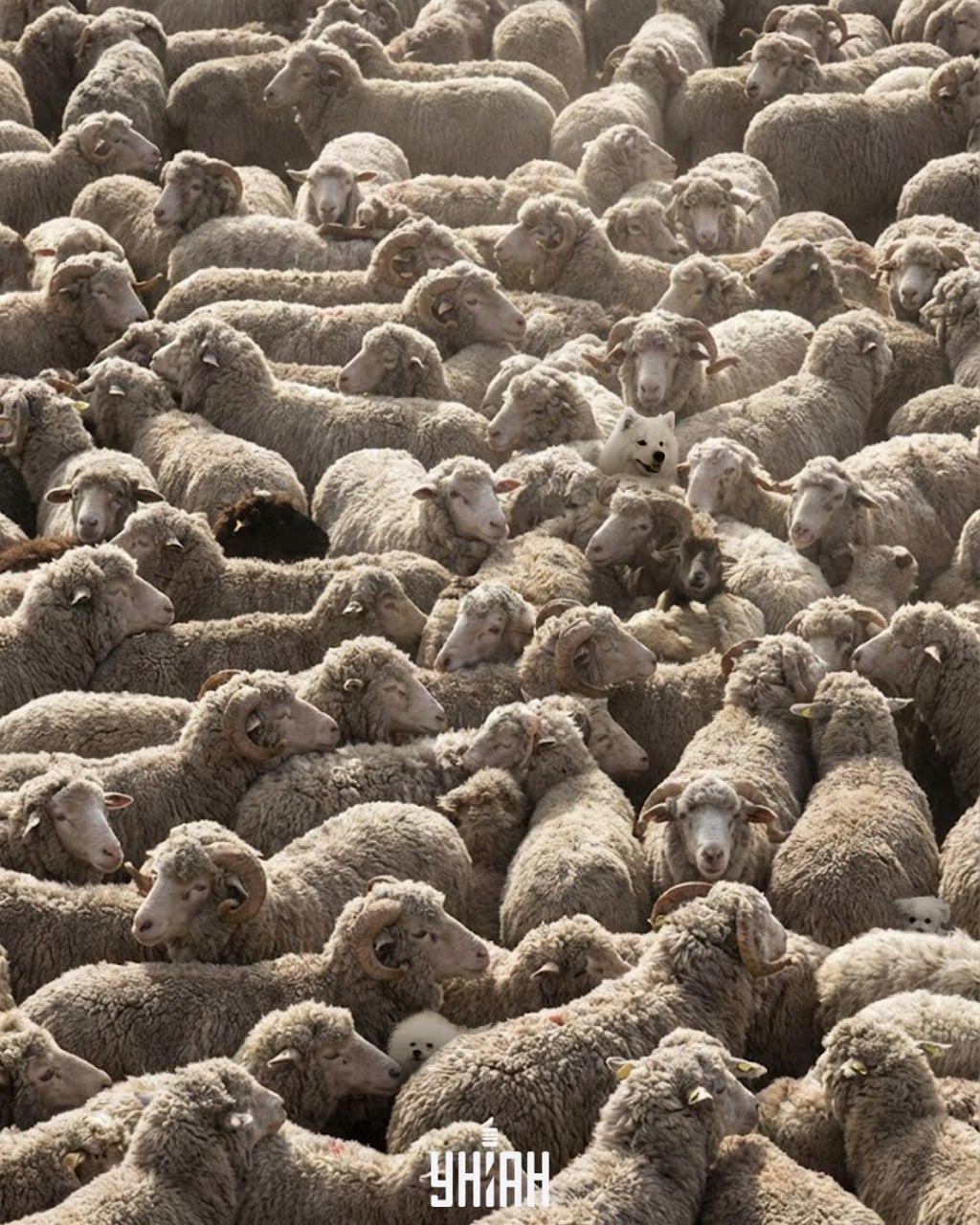 Seul un joueur sur 100 peut trouver tous les chiens de l'image en 12 secondes : un jeu de réflexion stimulant.