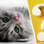 Seules les personnes dotées d&rsquo;un QI élevé repéreront un chat