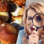 Seules les personnes dotées d&rsquo;un QI surpuissant verront une pierre