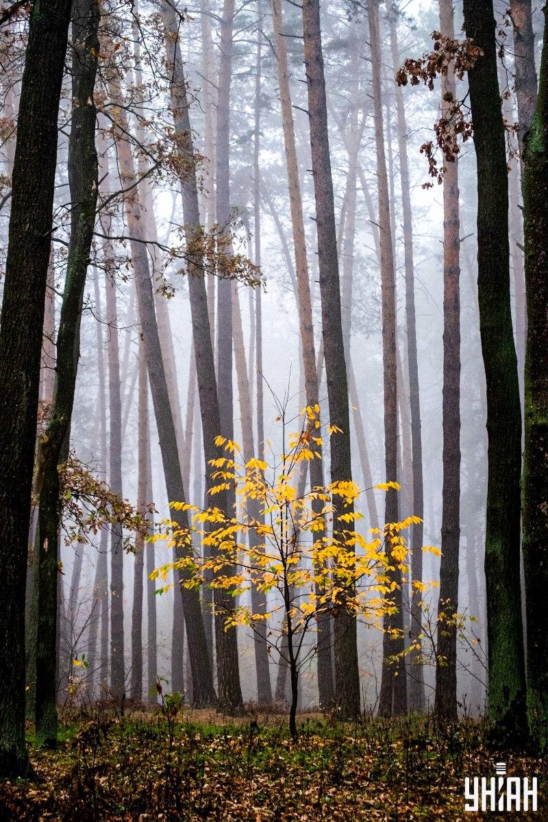 Seuls 2 % des gens peuvent trouver un écureuil dans la forêt en 12 secondes : une illusion d'optique étonnante