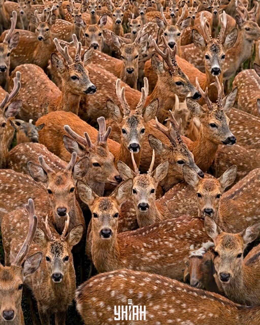 Trouver trois chèvres parmi des rennes en 11 secondes : une illusion d'optique très complexe