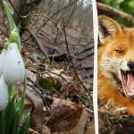 Une illusion d&rsquo;optique vous montrera votre QI : vous devez